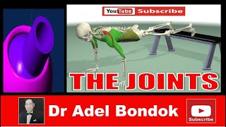 Anatomy of the Joints Dr Adel Bondok [upl. by Akinnej]