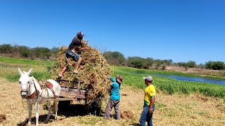 VAQUEIRO ZÉ REIS TIRA CAPIM MAIS O GENRRO E FAZ VERSO [upl. by Johppah]