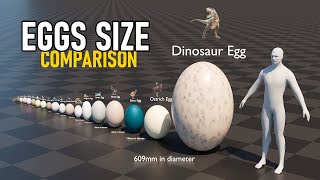 Eggs Size Comparison  2024 [upl. by Madian]