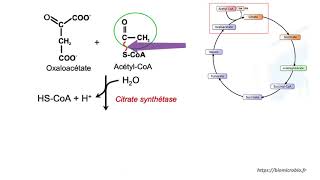 Les étapes du cycle de Krebs 2019 [upl. by Kedezihclem664]