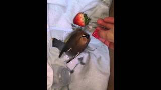 Injured Cedar Waxwing [upl. by Converse214]