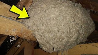 Homeowner Thought He Found a Wasp’s Nest But What Was Really Lurking In The Attic Was Much Worse [upl. by Boudreaux]