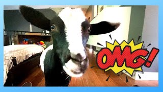 PET GOAT TRICKS OWNERFUNNY  Life with a house goat  Baileys Barn [upl. by Clarie]