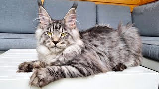 Meet Dexter  A New Maine Coon Kitten in the House [upl. by Eisnyl377]