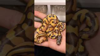 Pitone reale  Pastel Enchi Fire OD  2023  2024 snake reptiles [upl. by Philippine]