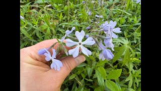 Mondays with Martha 207  Woodland Phlox [upl. by Nalaf]