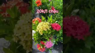 Chỉ 20k  Mẫu Đơn Ngũ Sắc Thái [upl. by Tdnarb]