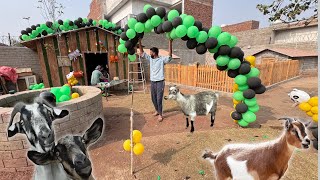 Goat Competition Ki Tiyariyan Shuro😍 [upl. by Teresita]