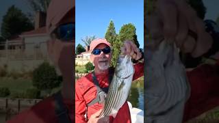 Lake Hickory Has Striper [upl. by Buzzell]