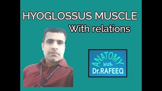 HYOGLOSSUS MUSCLERELATIONS [upl. by Catie]