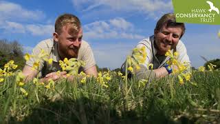 Exploring Regs Wildflower Meadow Cowslips with Ben and Ryan [upl. by Acinomal]