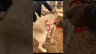 Amazing sheep number counting technique😱 shorts [upl. by Moina585]