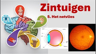 Zintuigen 5 Het netvlies [upl. by Dysart]