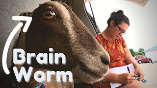 Our Scary Experience With Meningeal Worm Deer Worm in Our Dairy Goat Herd [upl. by Drarreg]