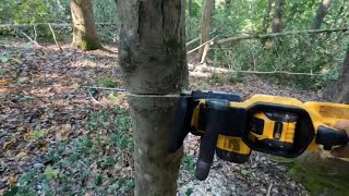 Hinge cutting invasive holly trees for deer habitats and forestry management [upl. by Di]