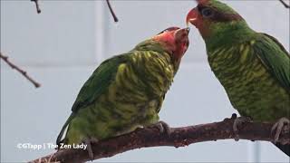 Mt Apo Lorikeet Feeding a Fledgling [upl. by Enelaj]