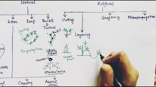 Vegetative propagation in plants [upl. by Haelhsa]