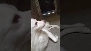 My indian Pomeranian dog 🐕 doglover puppy funny pomeranianpuppy shorts shortsviral [upl. by Orrin]