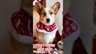 Adorable Corgi Christmas Photoshoot christmas corgi pets photography [upl. by Tito243]