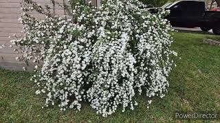 Bridal Wreath Double SpireaSpirea cantoniensisReeves Spirea [upl. by Horvitz811]