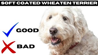 Soft coated wheaten terrier Top 10 Facts  Pros and Cons You Must Know [upl. by Schrader55]