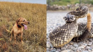 Quick Sharptail Hunt Rattlesnake Encounter [upl. by Epolenep]