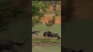 Hyenas hunting hyena buffalo [upl. by Alleuqahs]