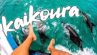 TOP 5 things to do in Kaikoura New Zealand Hidden Gem [upl. by Calia]