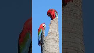 Canto de Pássaros  ARARAVERMELHA  Redandgreen Macaw birds cantodepassaros [upl. by Sidonie]