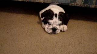 Funny English Bulldog Puppy [upl. by Lunna]