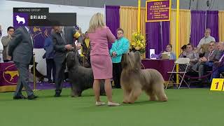 Briards  Breed Judging 2019 [upl. by Ahsena950]