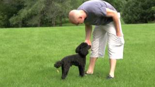 Chief the Miniature Poodle [upl. by Gerry457]