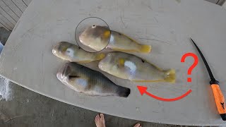 Weirdest Fish Ever Nabeta Catch Clean and Cook [upl. by Loutitia329]