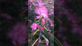 SE LLENÓ DE FLORES LA CALLIANDRA plantas huerta flores [upl. by Ribal301]