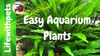 Easy Aquarium Plants [upl. by Walburga679]