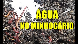 MINHOCAS NÃO GOSTAM DE ÁGUA [upl. by Rennerb558]