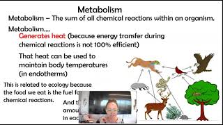 AP bio 82 Endotherms vs Ectotherms 82 Part 1 [upl. by Anibla]