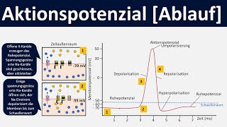 Aktionspotential Ablauf Depolarisation Repolarisation Hyperpolarisation  Biologie Oberstufe [upl. by Gisser]