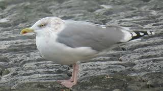 Herring Gull Larus argentatus Maasvlakte ZH the Netherlands 22 Nov 2024 93 [upl. by Melanie]