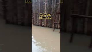 crong ikan ikanlarangan mancing langsaran mancingmania [upl. by Joacima]