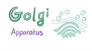 The Golgi Apparatus “the sorter”  Cell Biology and Histology [upl. by Abbe]