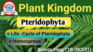 Pteridophyta part 2 Life cycle of Pteridophyta Homosprous ncertbiologypteridophytesneet [upl. by Ayital507]