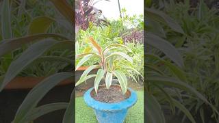 Best method of cordyline PropagationBest method propagation tipsshotsytshorts gardentrendyt [upl. by Dorisa]