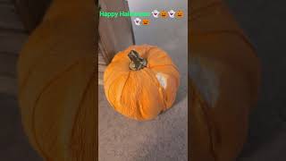 My Pumpkin Kitty catvideos cat catsrock Rocky cattitude funnycat kitten [upl. by Gnad965]