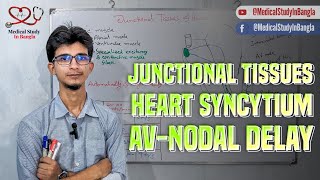 Conductive system of heart Junctional tissues amp Spread of electrical activity of heart in bangla [upl. by Ferrell]