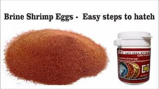 Brine shrimp eggs  Easy steps to hatch [upl. by Maribelle]