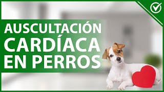 🐩 ¿Cómo se realiza la AUSCULTACIÓN CARDÍACA en perros gatos y otras mascotas 🐩 [upl. by Irod]