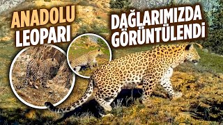 ANADOLU PARSI TEKRAR DAĞLARIMIZDA GÖRÜNTÜLENDİ [upl. by Lurie930]