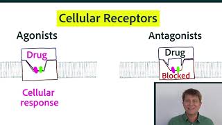 Agonists antagonists inverse agonists [upl. by Ennelram]