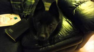 My Schipperke dog understands [upl. by Nannahs]